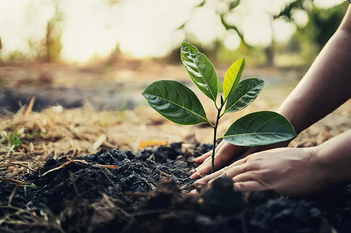 Cenpac/fr_FR/plante_arbre/Visuel_MyTree_1.webp
